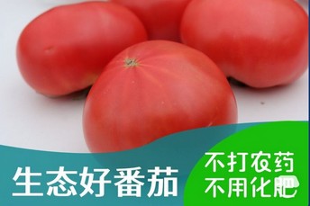 无农残有风味的品质农产品新鲜现摘生态番茄西红柿整箱3kg